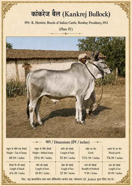 कांकरेज बैल